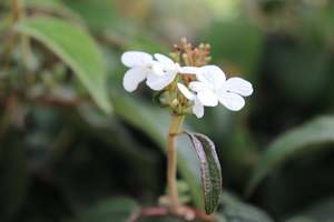 Viburnum plicatum Summer Snowflake