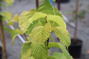 Deciduous: Ulmus Louis Van Houtte