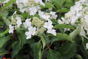 Deciduous: Hydrangea paniculata Levana