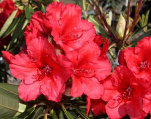 Evergreen Plants Chch Canterbury: Rhododendron Vulcan's Flame