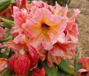 Evergreen Plants Chch Canterbury: Rhododendron Twice as Nice