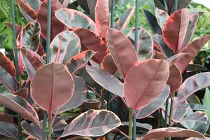 Ficus elastica Ruby