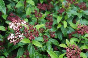 Viburnum Emerald Beauty