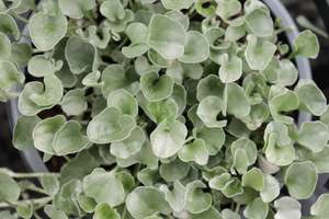 Dichondra Silver Falls