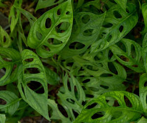 Evergreen Plants Chch Canterbury: Monstera adansonii Monkey Mask