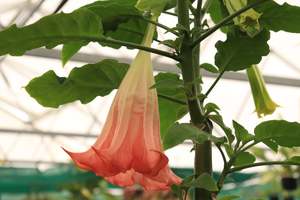 Evergreen Plants Chch Canterbury: Brugmansia Noels Blush