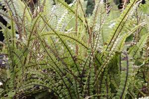 Blechnum fluviatile