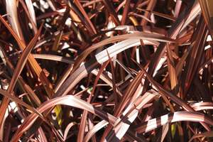 Flaxes Chch Canterbury: Phormium Veneer