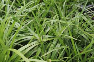 Grasses Chch Canterbury: Dianella nigra