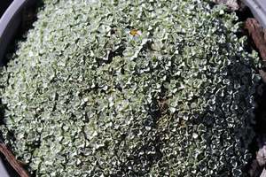 Groundcover Chch Canterbury: Raoulia hookeri