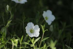 Groundcover Chch Canterbury: Arenaria montana