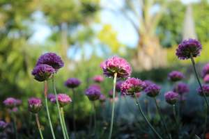Groundcover Chch Canterbury: Dreameria Armeria Daydream