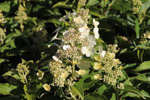 Hydrangea: Hydrangea paniculata Kyusha