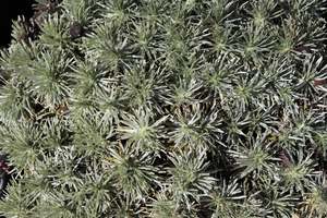 Nz Native Chch Canterbury: Celmisia sessiliflora
