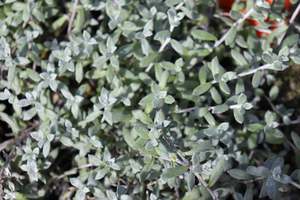 Nz Native Chch Canterbury: Anaphalioides bellidioides