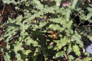 Nz Native Chch Canterbury: Olearia ilicifolia