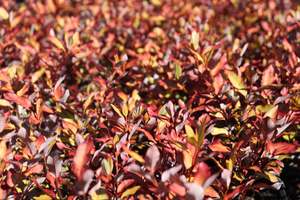 Pseudowintera Red Glow