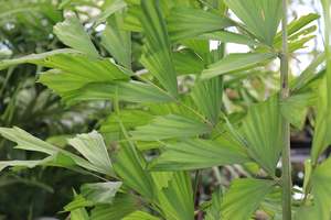 Caryota gigas