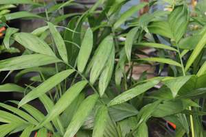 Chamaedorea costaricana