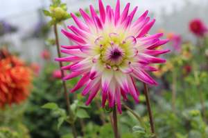 Perennials Bulbs Chch Canterbury: Dahlia Hayley Jane