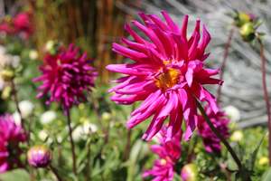 Perennials Bulbs Chch Canterbury: Dahlia Purple Gem