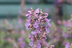 Perennials Bulbs Chch Canterbury: Nepeta Six Hills Giant