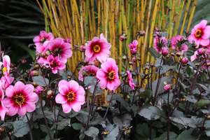 Perennials Bulbs Chch Canterbury: Dahlia Wishes n Dreams