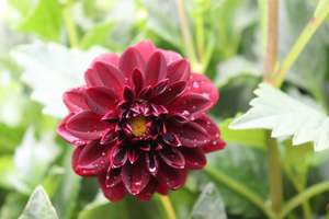 Perennials Bulbs Chch Canterbury: Dahlia Arabian Night