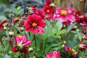 Dahlia Top Mix Purple