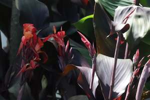 Perennials Bulbs Chch Canterbury: Canna Tropicana Black