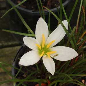 Zephyranthes candida