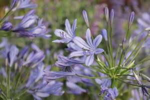 Perennials Bulbs Chch Canterbury: Agapanthus Blue Finn