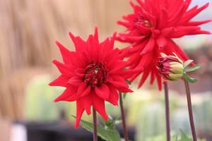 Dahlia Whittemans Best