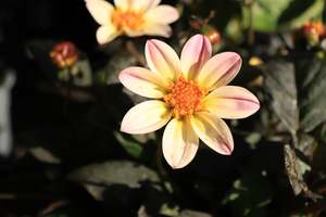 Dahlia Happy Cream