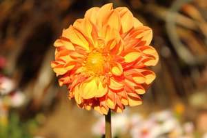 Perennials Bulbs Chch Canterbury: Dahlia Sylvia