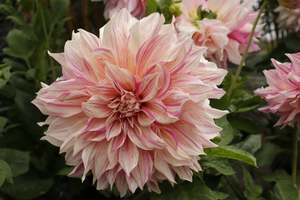 Perennials Bulbs Chch Canterbury: Dahlia Cafe Au Lait Twist
