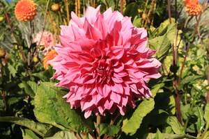 Dahlia Cafe Au Lait Rose