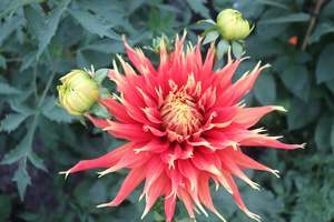 Dahlia Show and Tell