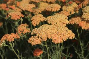 Perennials Bulbs Chch Canterbury: Achillea millefolium terracotta