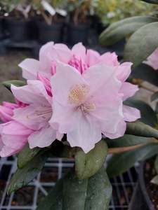 Rhododendron Sneezy