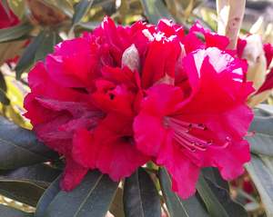 Rhododendron Kaponga