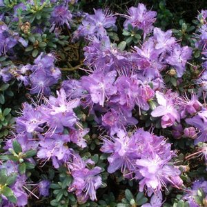 Shrubs Chch Canterbury: Rhododendron Impeditum