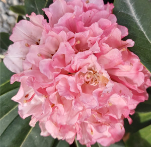 Rhododendron Marion Street