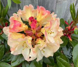 Shrubs Chch Canterbury: Rhododendron Horizon Monarch