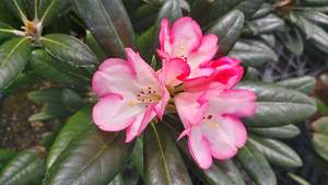 Rhododendron Apple Brandy