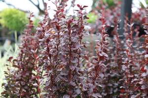 Shrubs Chch Canterbury: Berberis Helmond Pillar