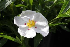 Shrubs Chch Canterbury: Cistus lusitanicus