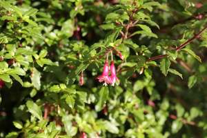 Fuchsia Lottie Hobby
