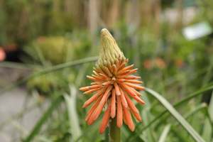 Shrubs Chch Canterbury: Kniphofia Red