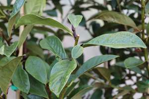 Trees Chch Canterbury: Michelia Fairy Cream